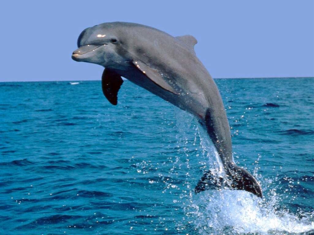 Картинки по запросу дельфин